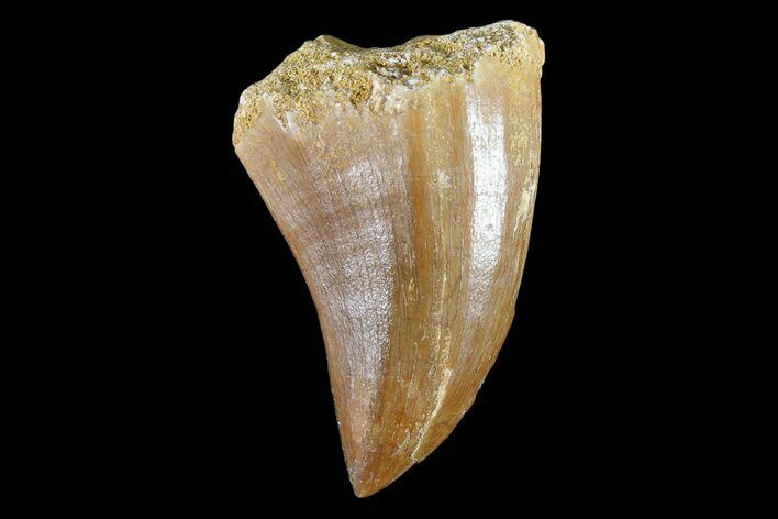 Mosasaur (Prognathodon) Tooth #87330